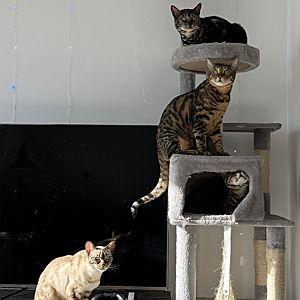 Year's Supply of Kitty Litter