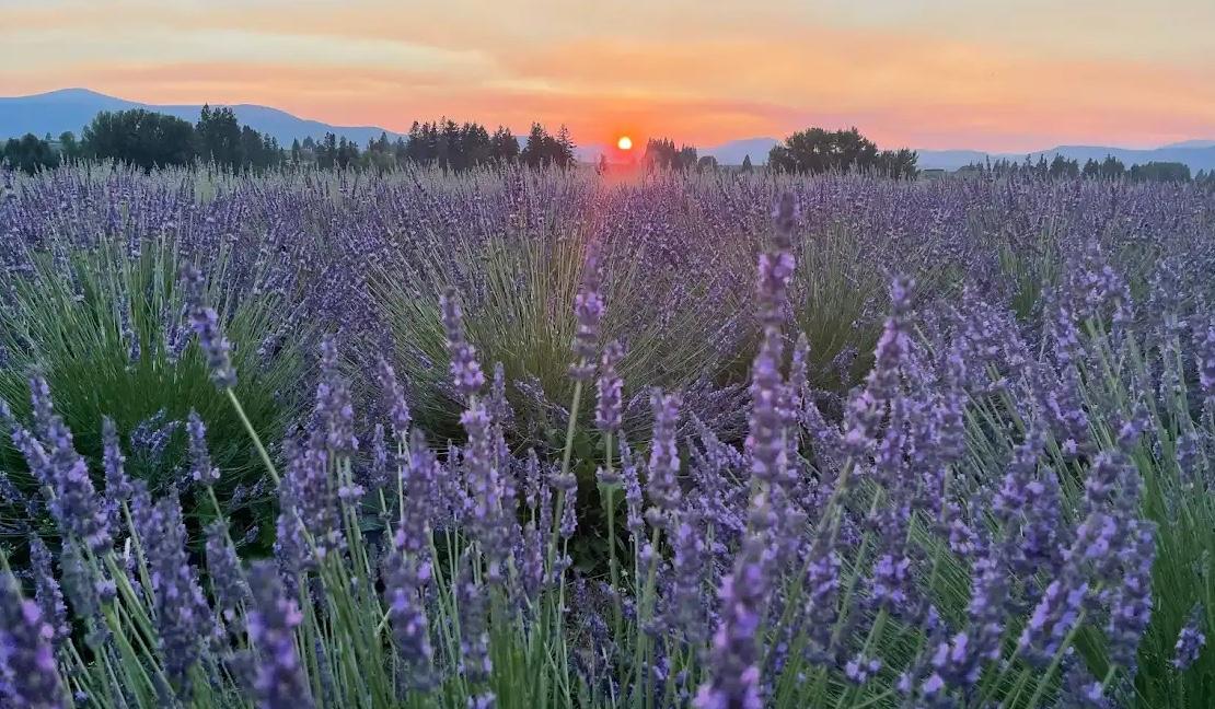 The Wedding Website of Val Wilson and Will Lawrence