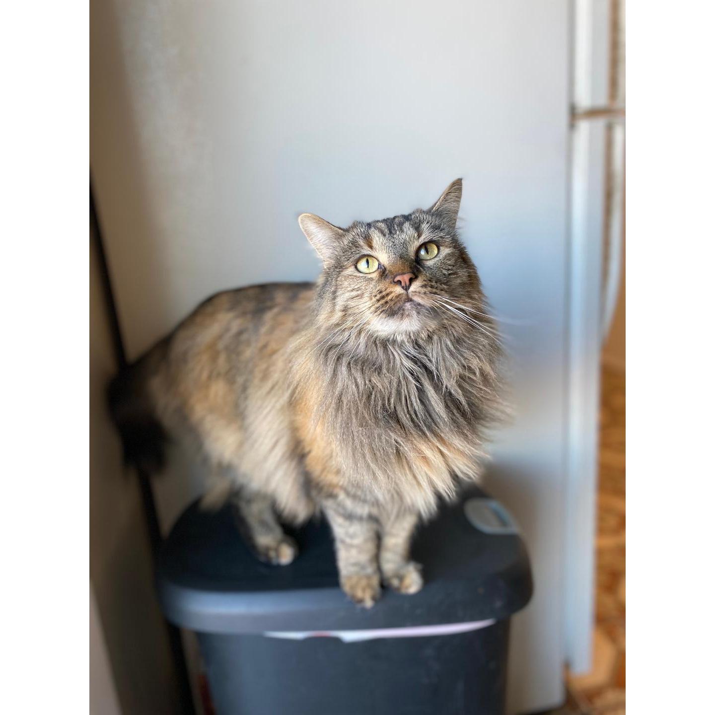 This is our beautiful girl TImber, our COVID baby. She is the sweetest, funniest cat I  have ever seen. She loves cuddles and sprinting around the house, bird watching and just being outside.