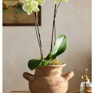Amphora Jar Terracotta Planter
