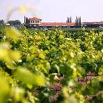 Ruta del vino / Wine route