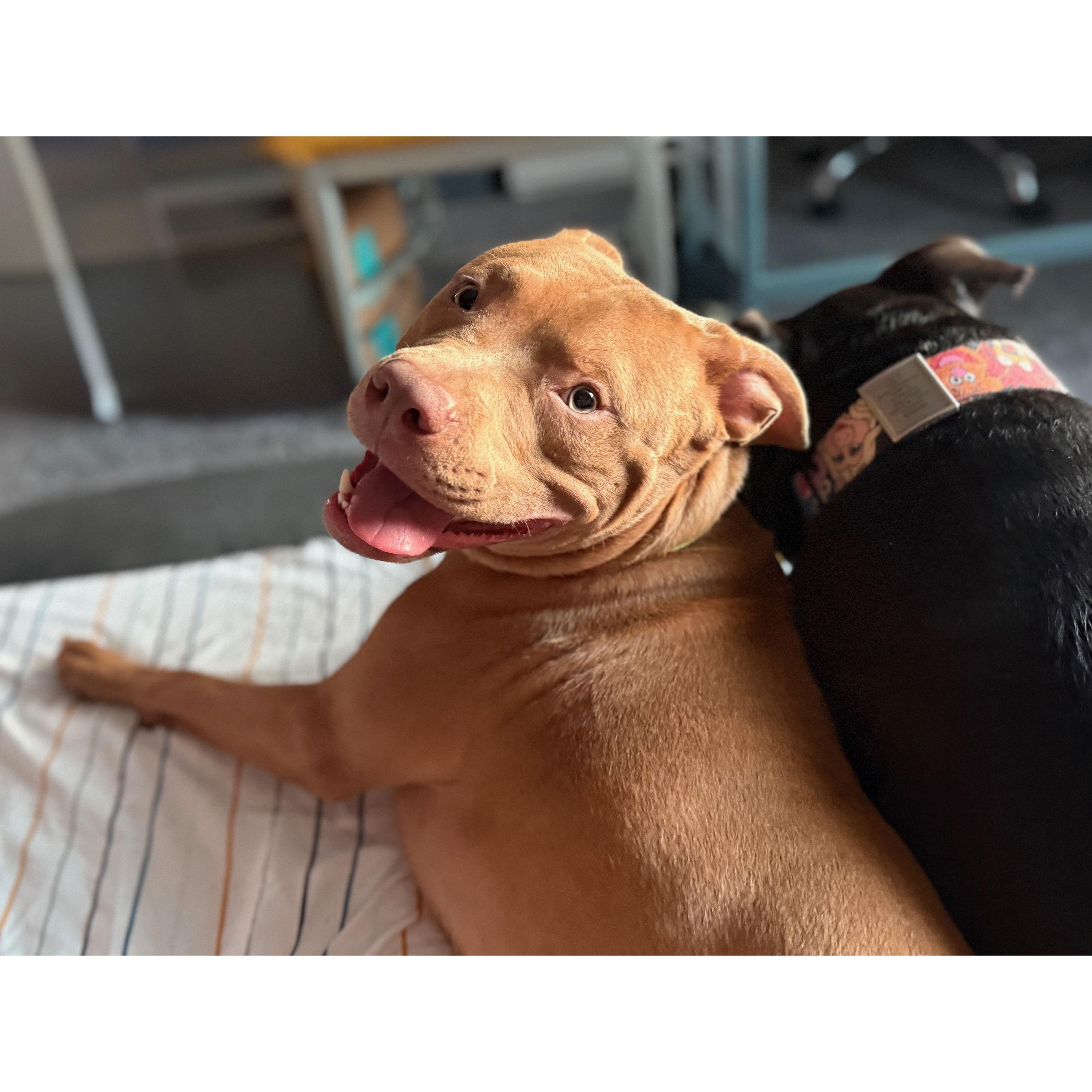 How can you not love that adorable little face? Charlie was a recent rescue (he just turned 1) from a good friend who rescued our original pit bull, Bruce!