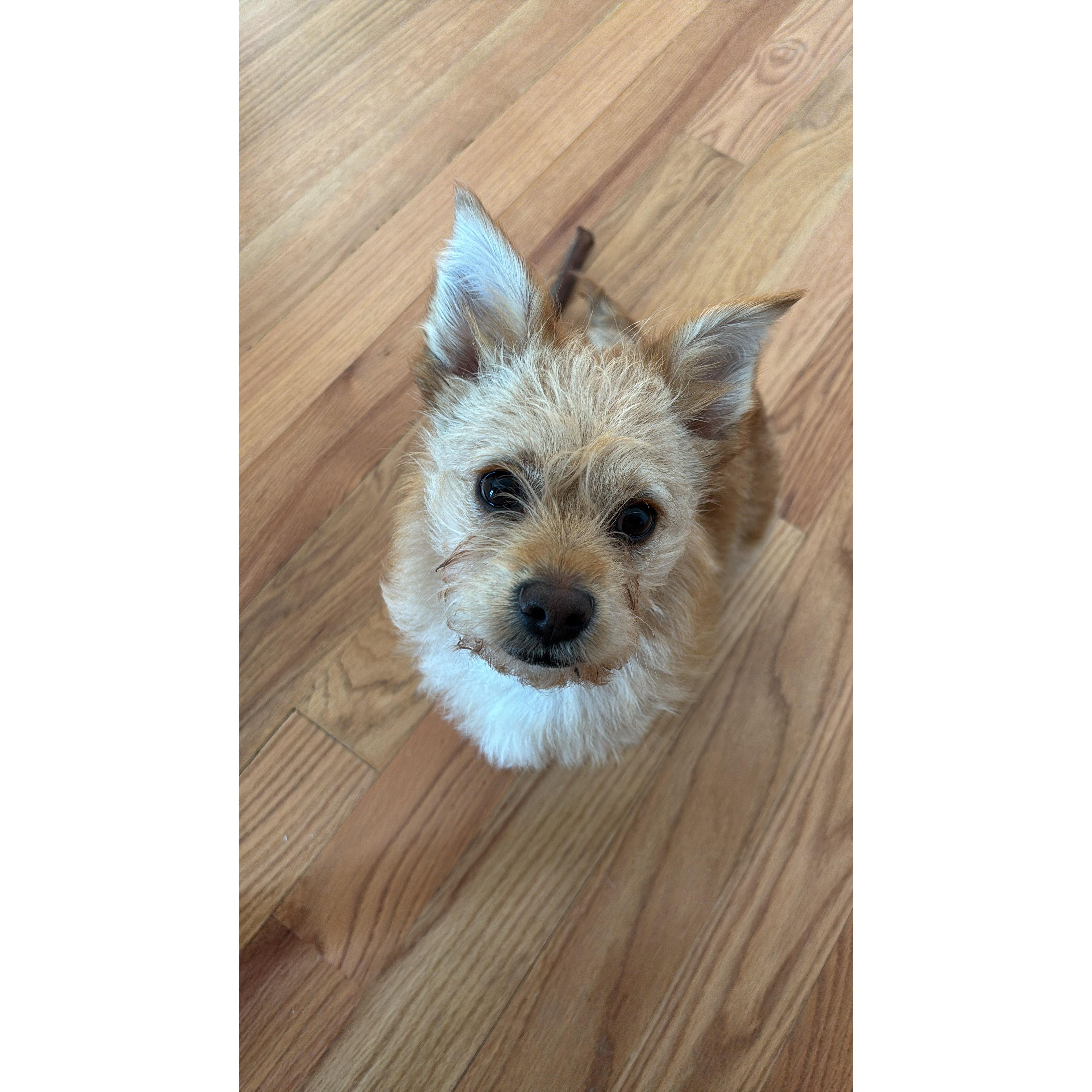 Of course we had to throw in a photo of our most special boy ever - little Prince