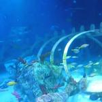 SEA LIFE Centre Arizona