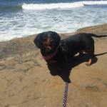 Point Loma Tide Pools