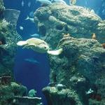 South Carolina Aquarium