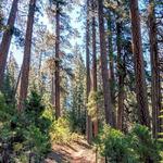Hike in Camp Sherman