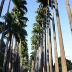 Jardim Botânico