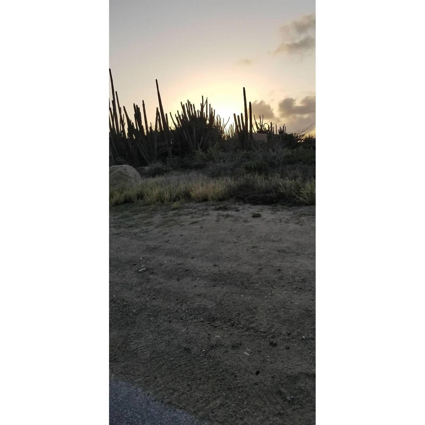 Our tour went through a large cactus "forest"