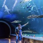 Loveland Living Planet Aquarium