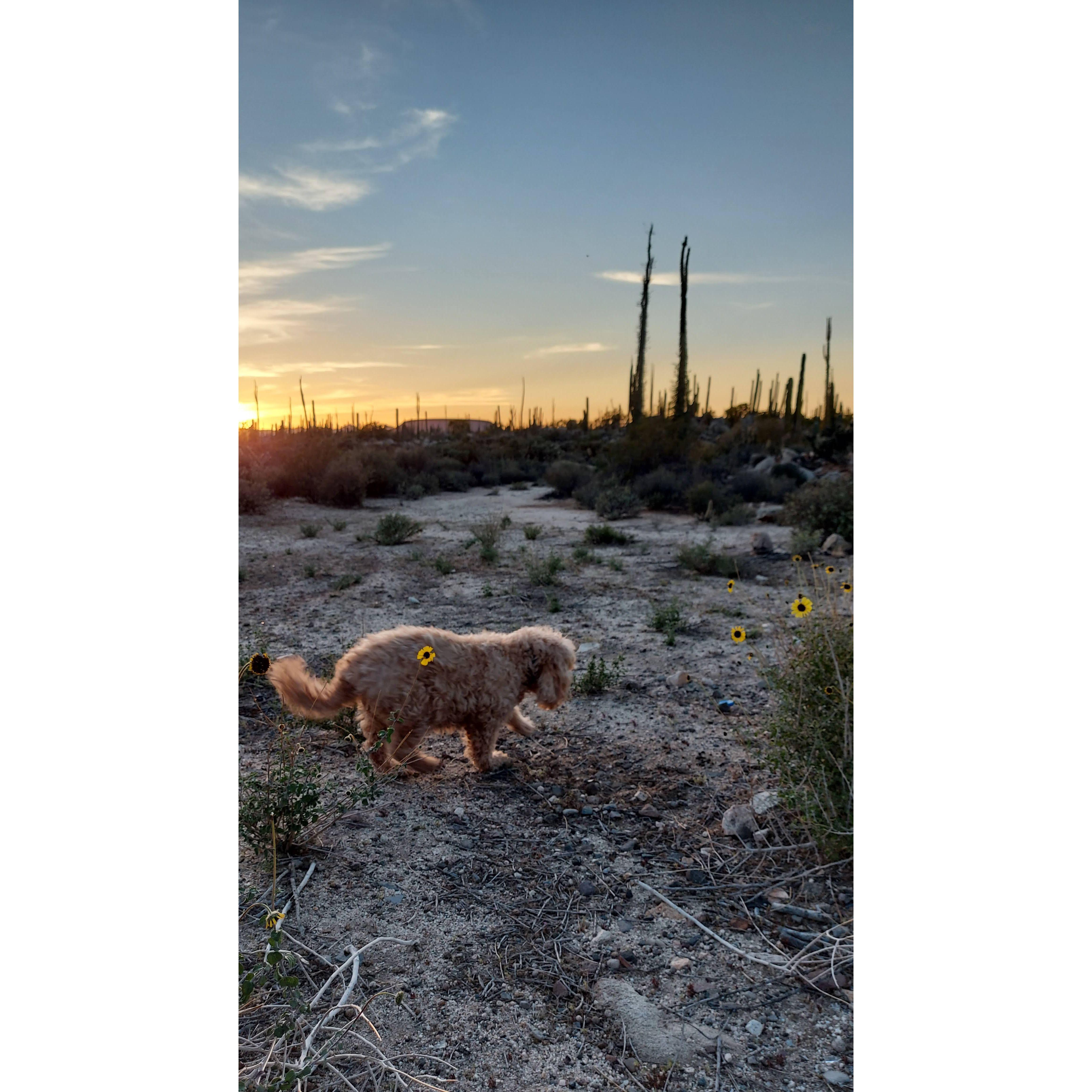 Galette exploring the beautiful outdoors