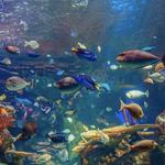 National Aquarium