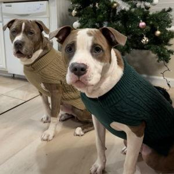 Doggy Moon Fund