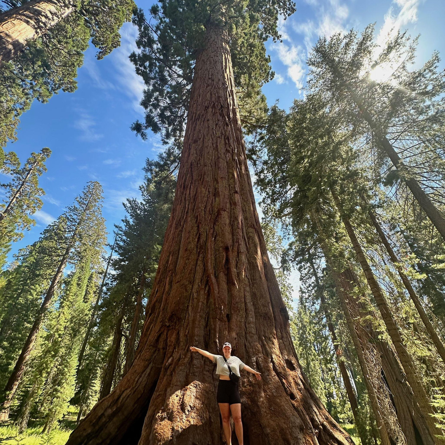 Red Woods