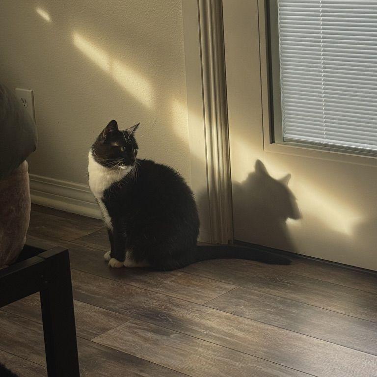 Angie's cat, Pepper, waiting for her new dad to come home