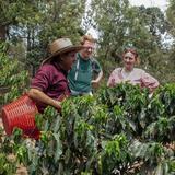 Coffee Farm tour