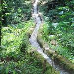 Forest Hiking Trail