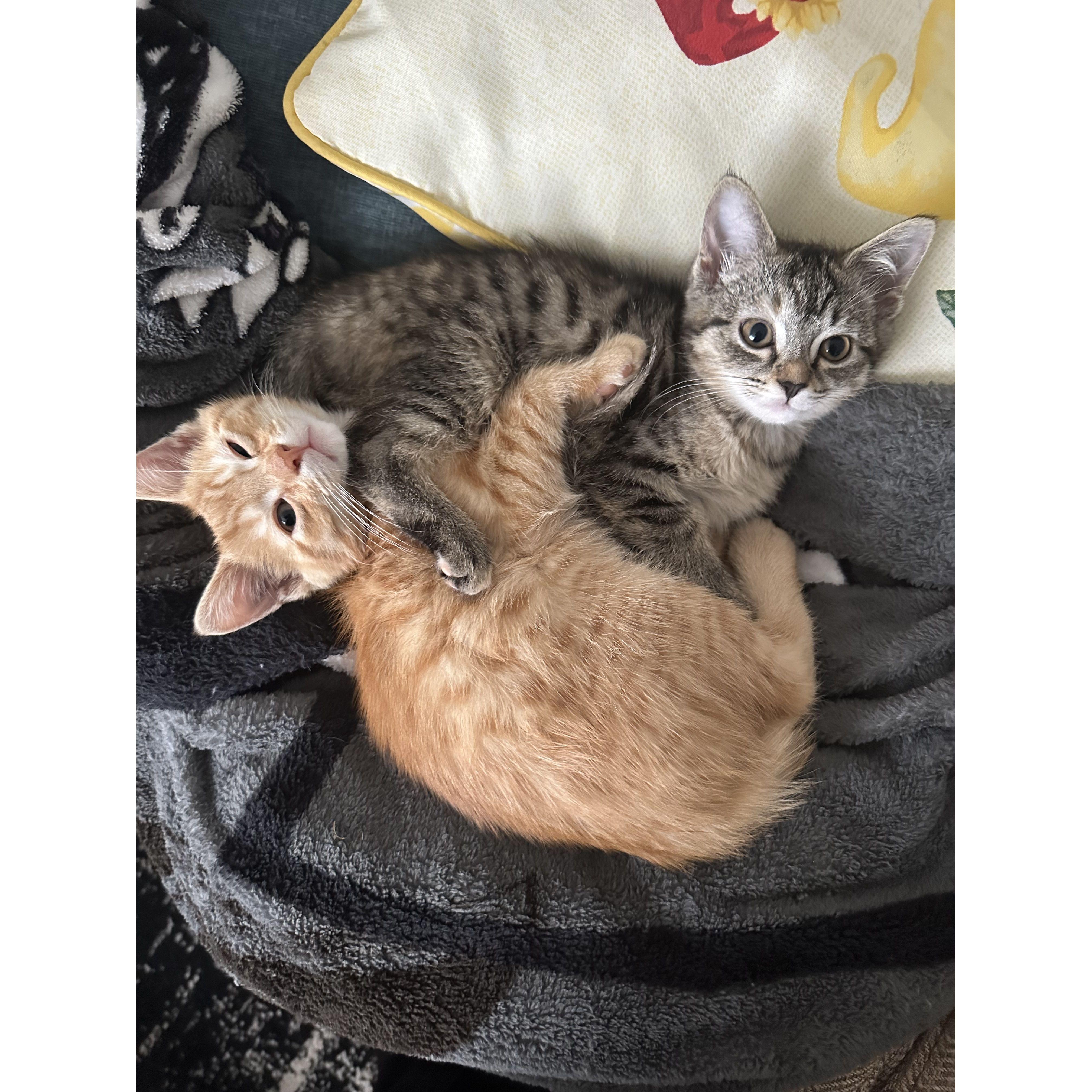 The twins