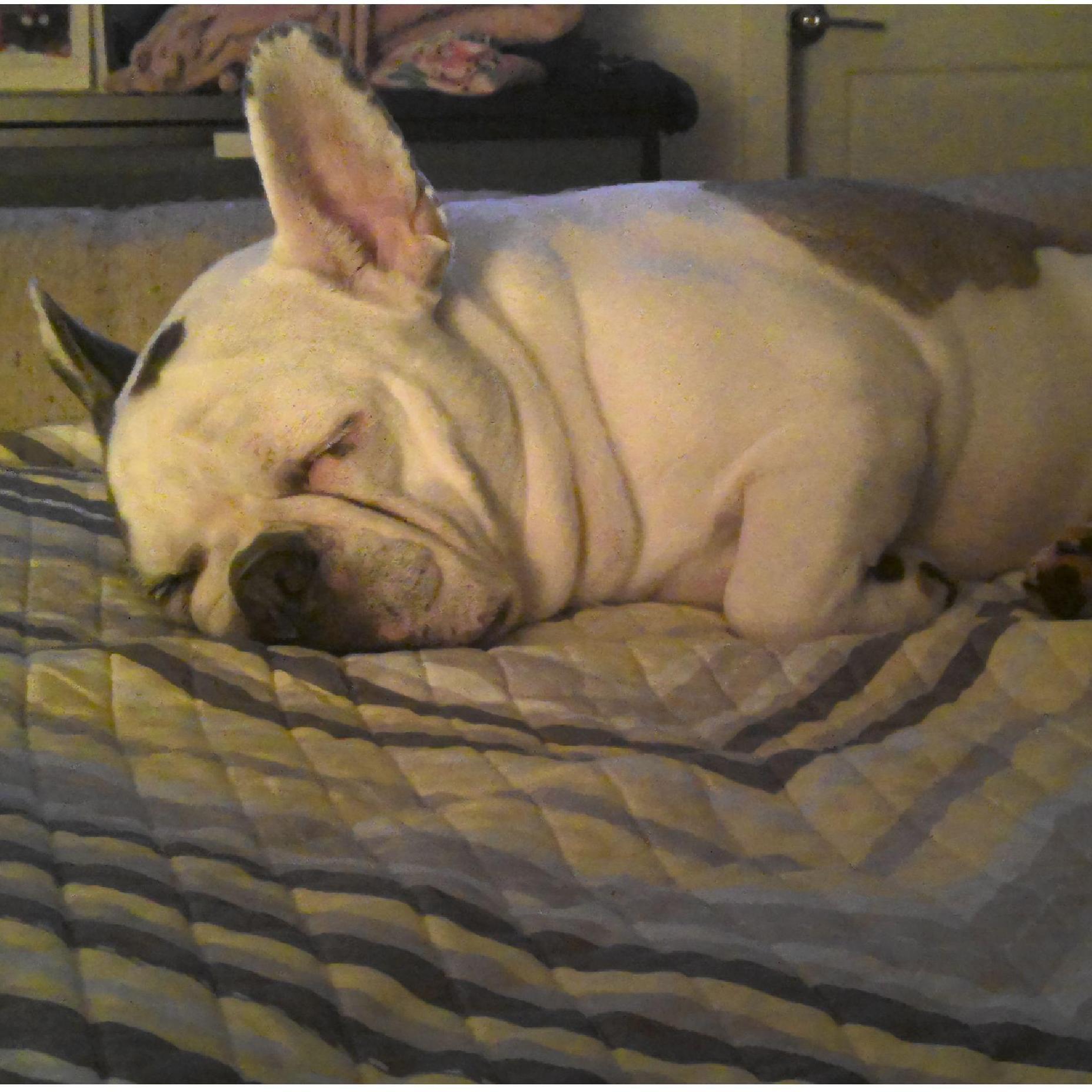 Snoopy-our boy
