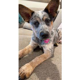 Koda, our newest fur baby
