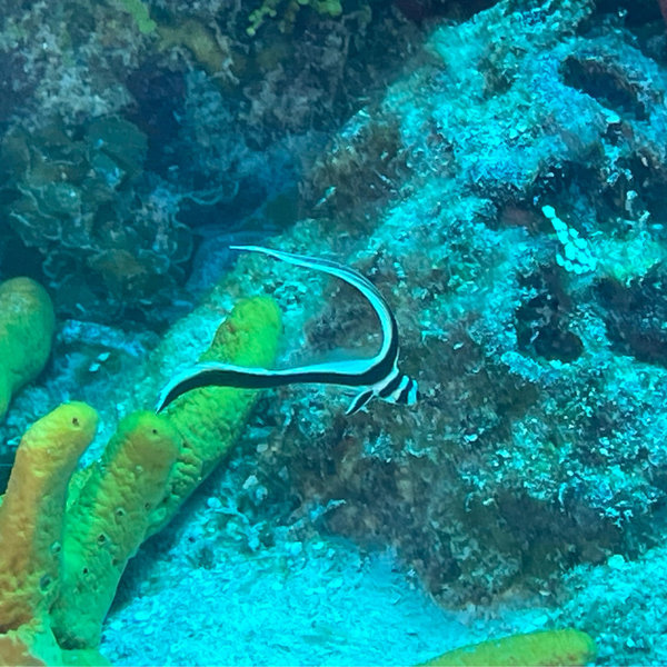 Scuba Diving On Our Honeymoon
