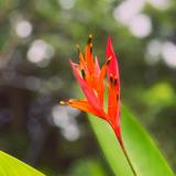 El Yunque National Forest