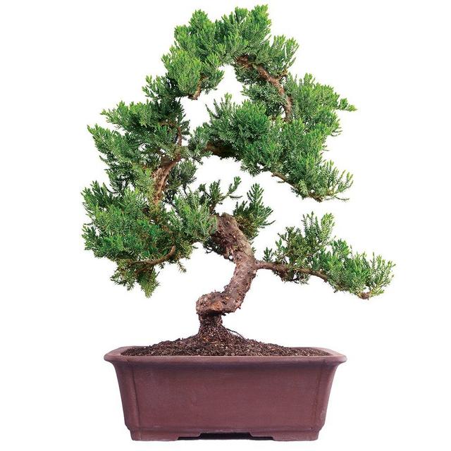 Brussel's Live Green Mound Juniper Outdoor Bonsai Tree - 7 Years Old; 14" to 16" Tall with Decorative Container - Not Sold in California