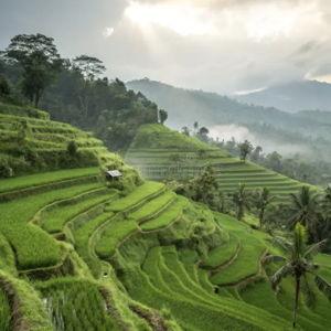 Rice Paddies Tour