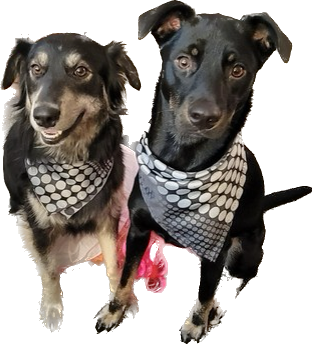 The Wedding Website of Willoughby Peterson and Shannon Agne