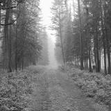 Whitefish Trails
