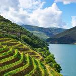 Douro Valley Wine Tour with 2 Wineries, Lunch and River Cruise