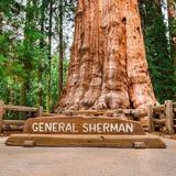 Sequoia National Park