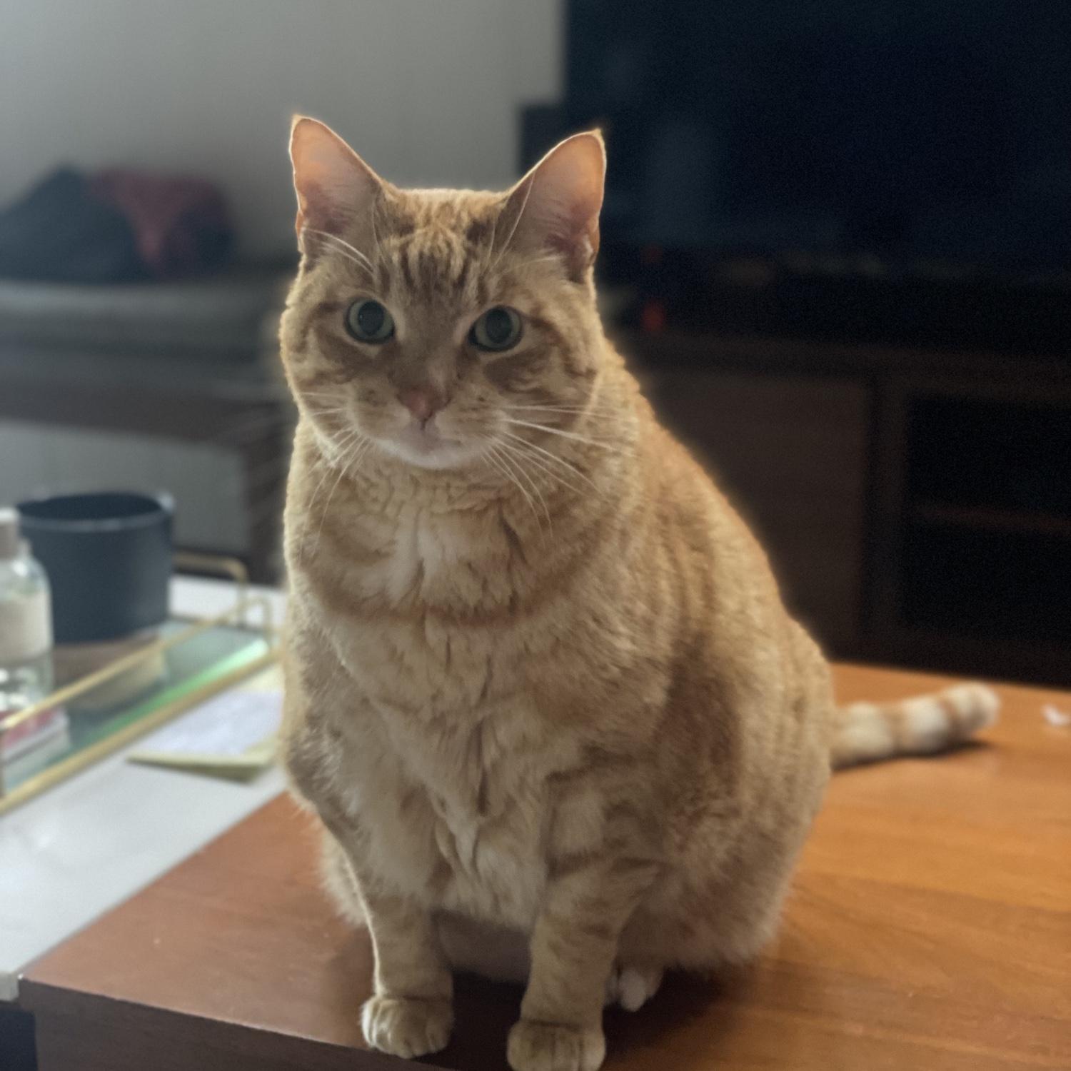 Love of our lives. Doesn’t he look like Puss in boots from Shrek!? And yes, he uses the big eyes to get treats, very effective strategy if you ask me