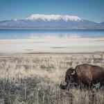 Antelope Island State Park