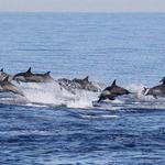 Dolphin Watching Tour