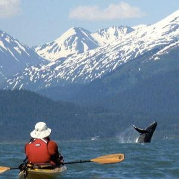 Kenai Fjords Sea Kayaking + Cruise Combo