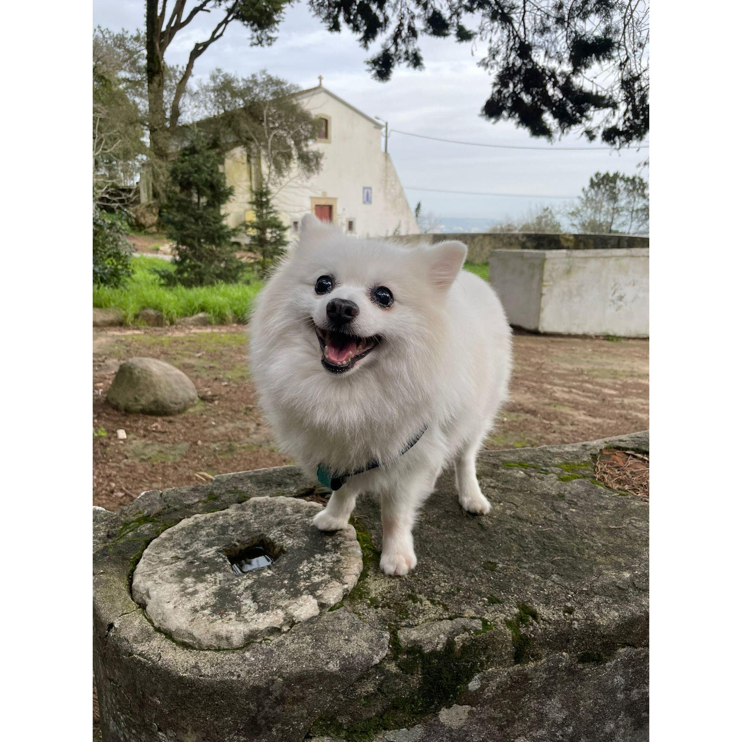 A picture of our favourite dog, because your're probably tired of our faces ...