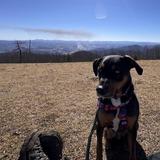 Bearwallow Mountain Trail