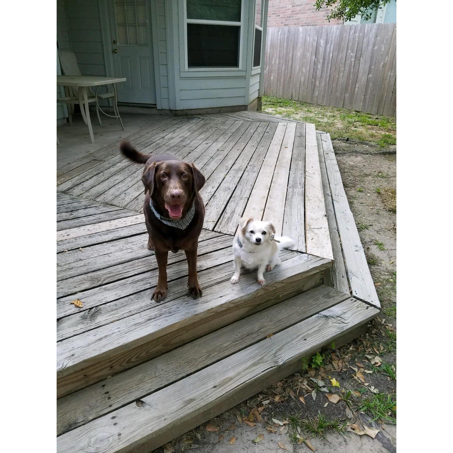 May 2017 - Our fur babies, Holly (Chocolate Lab) and Missy (Pomeranian). Thankfully, both decided they liked Lindsay pretty early, otherwise Clinton may have decided Lindsay wasn't the girl for him.