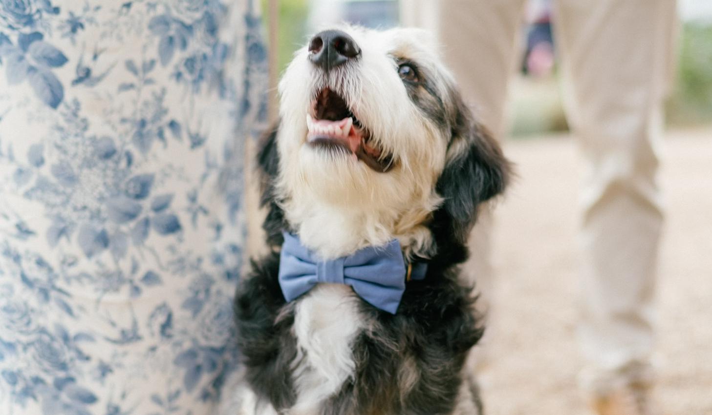The Wedding Website of Laura LaBrosse and Bradley Tice