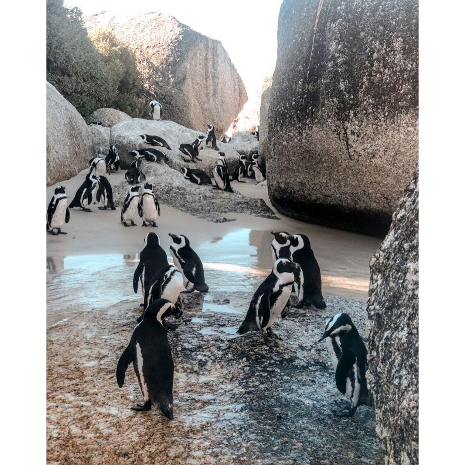 Penguins at boulders beach