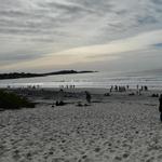 Carmel-by-the-Sea & 17-mile Drive/Pebble Beach