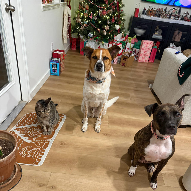 Petsitting For Our Honeymoon