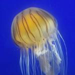 Georgia Aquarium