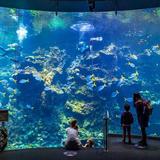 California Academy of Sciences