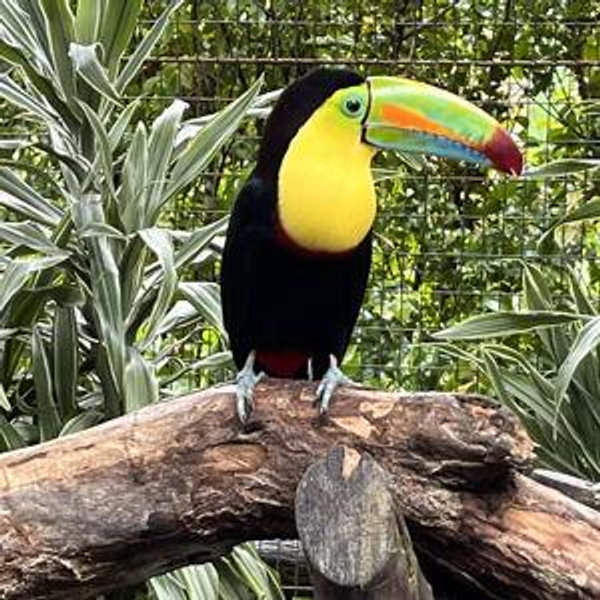 Costa Rica Honeymoon extras