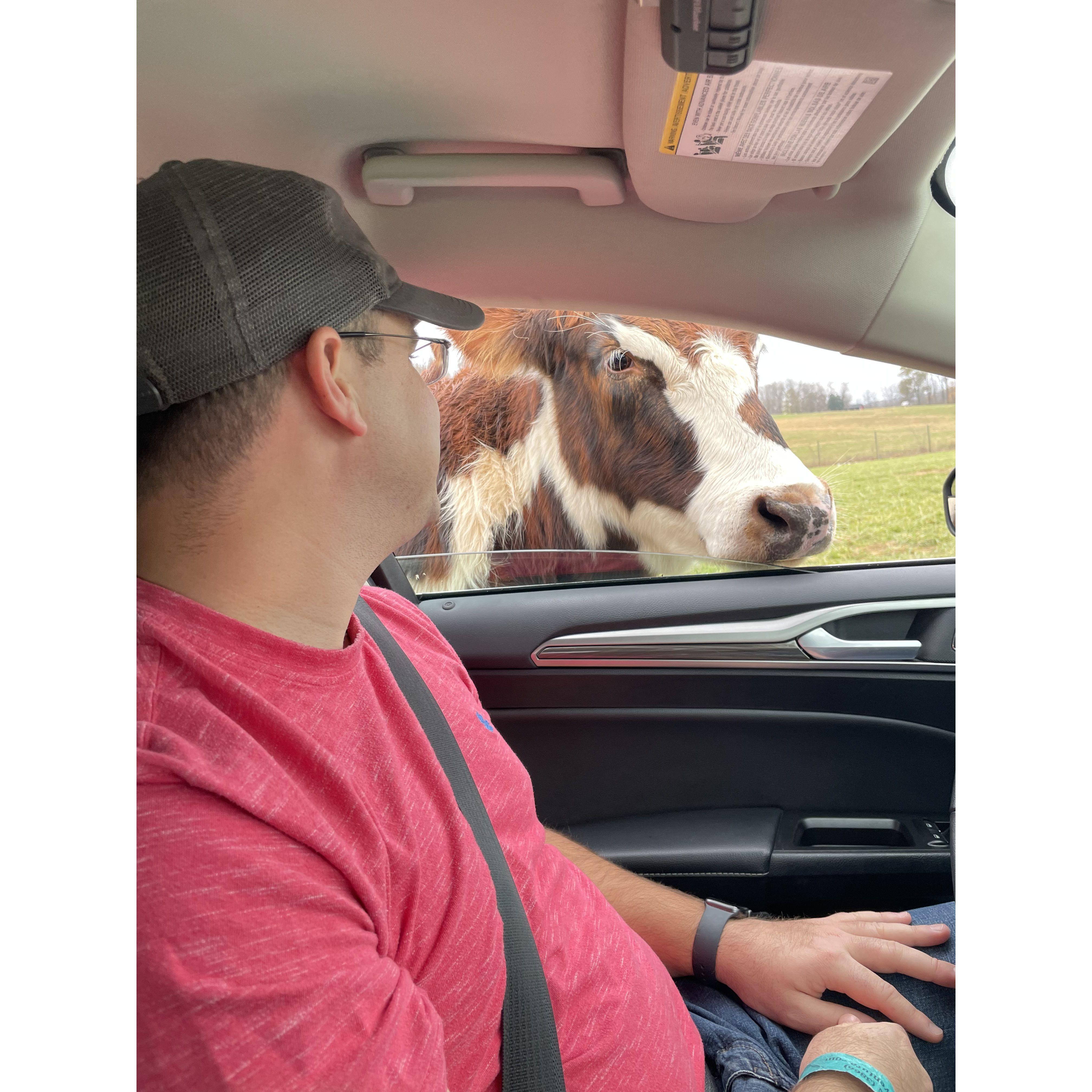 On a trip to Indiana to celebrate the end of the 2021 cross country season, we went to a drive through animal park!  At least Brian humors Nicole’s love of animals!