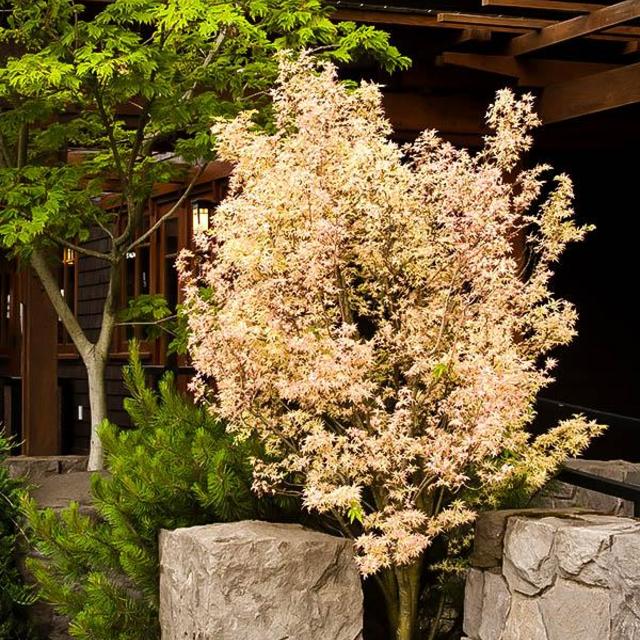 Butterfly Japanese Maple (bonsai)