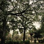 Forsyth Park