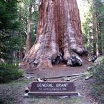 Grant Grove Village